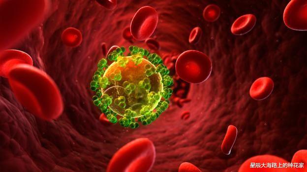 猩猩 艾滋病最早就在猩猩身上，人和猩猩相爱，到底会不会传染艾滋病？