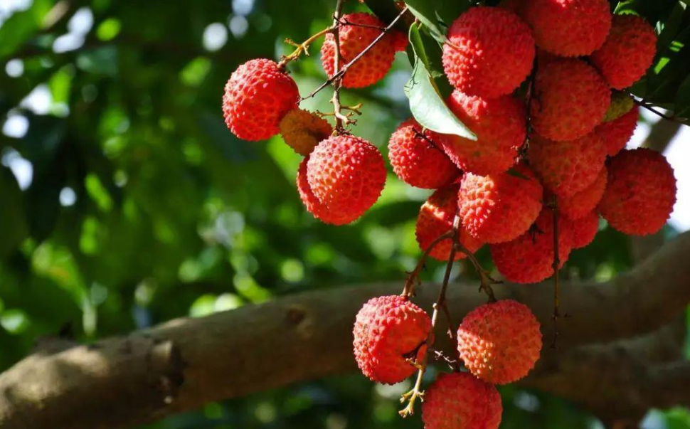 完美小世界 上市就遇到滞销，1块一斤卖不动，农民：要烂树上了！