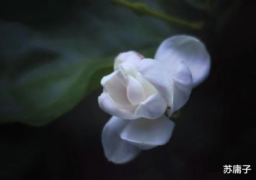 苏庸子 爱上有家室的人,牢记这3个忠告,结局才会美好