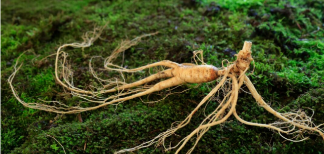 高高的厨房天地 参龄100年以上，长63厘米，韩国大妈挖到的野人参，价值有多高？