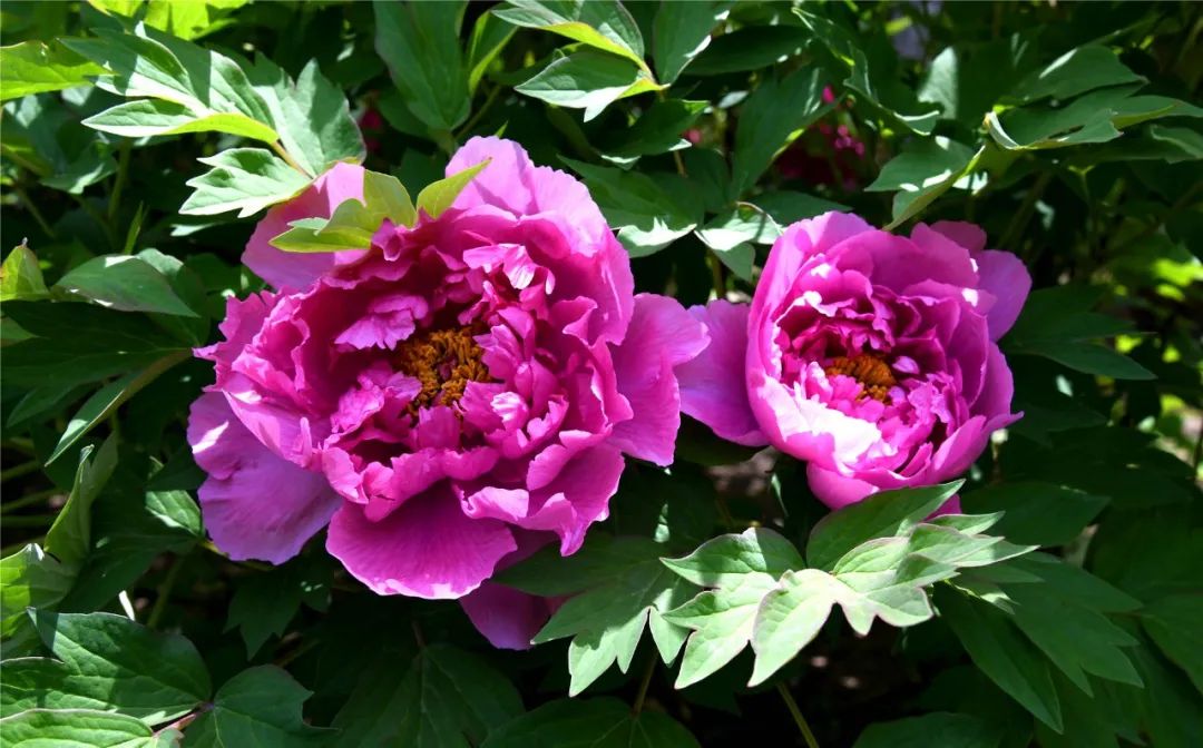 巴彦淖尔直通车 打卡！临河这里将新添一处百合花海