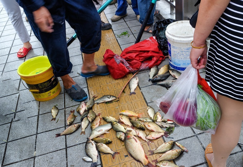 上海市|放生成杀生, 上海五人集资放生老龟 背甲贴满纸条 结果老龟挂了