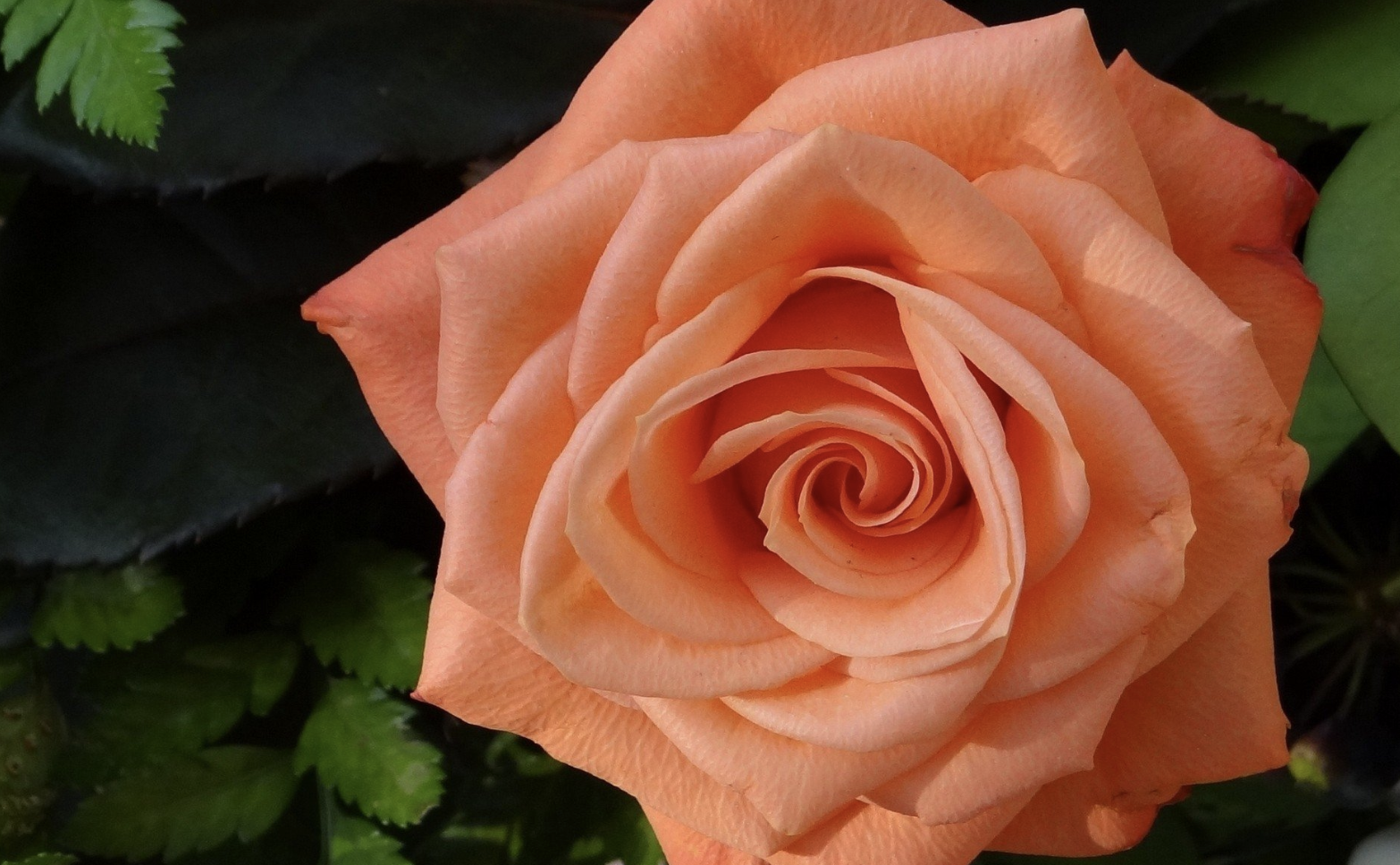 生肖夜读|8月下旬，无畏无惧困境，3生肖勇往直前，相思之苦，爱得你侬我侬