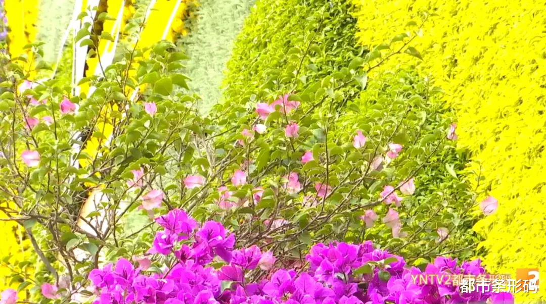 安徽 惊艳！长达50米3D花墙横空出世，就在昆明