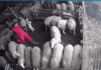 风云视角|搞笑GIF: 得妻如此 夫复何求