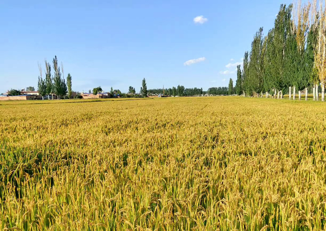 水稻 玉米缺口2800万吨，小麦或跌到1.12元，水稻库存充足，市场咋回事