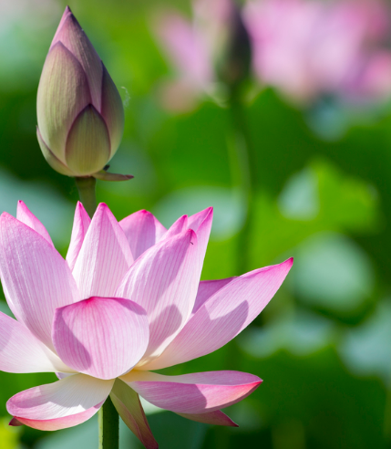 星临天下|9月上旬，霉运散、好运来，4属相事业步步高升，未来收获满满