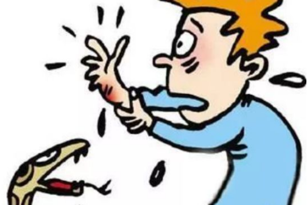 王锦蛇 国内最常见的两种无毒蛇，不但能灭鼠还能驱蛇，你可曾见过？