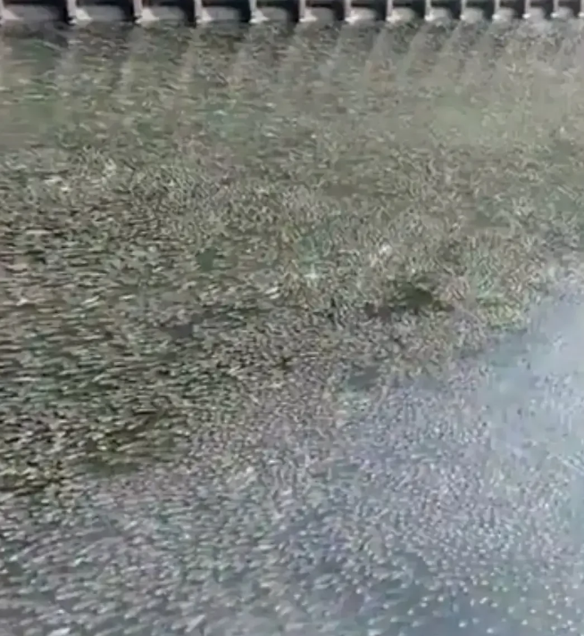 福建省|福建河道数万条鱼起浮，挤满河道，网友建议还看啥赶紧回家取抄网
