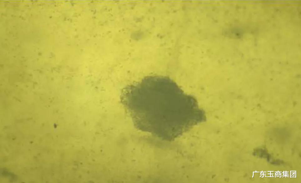 |翡翠的“棉”是怎么来的？雪花棉又有何不同？