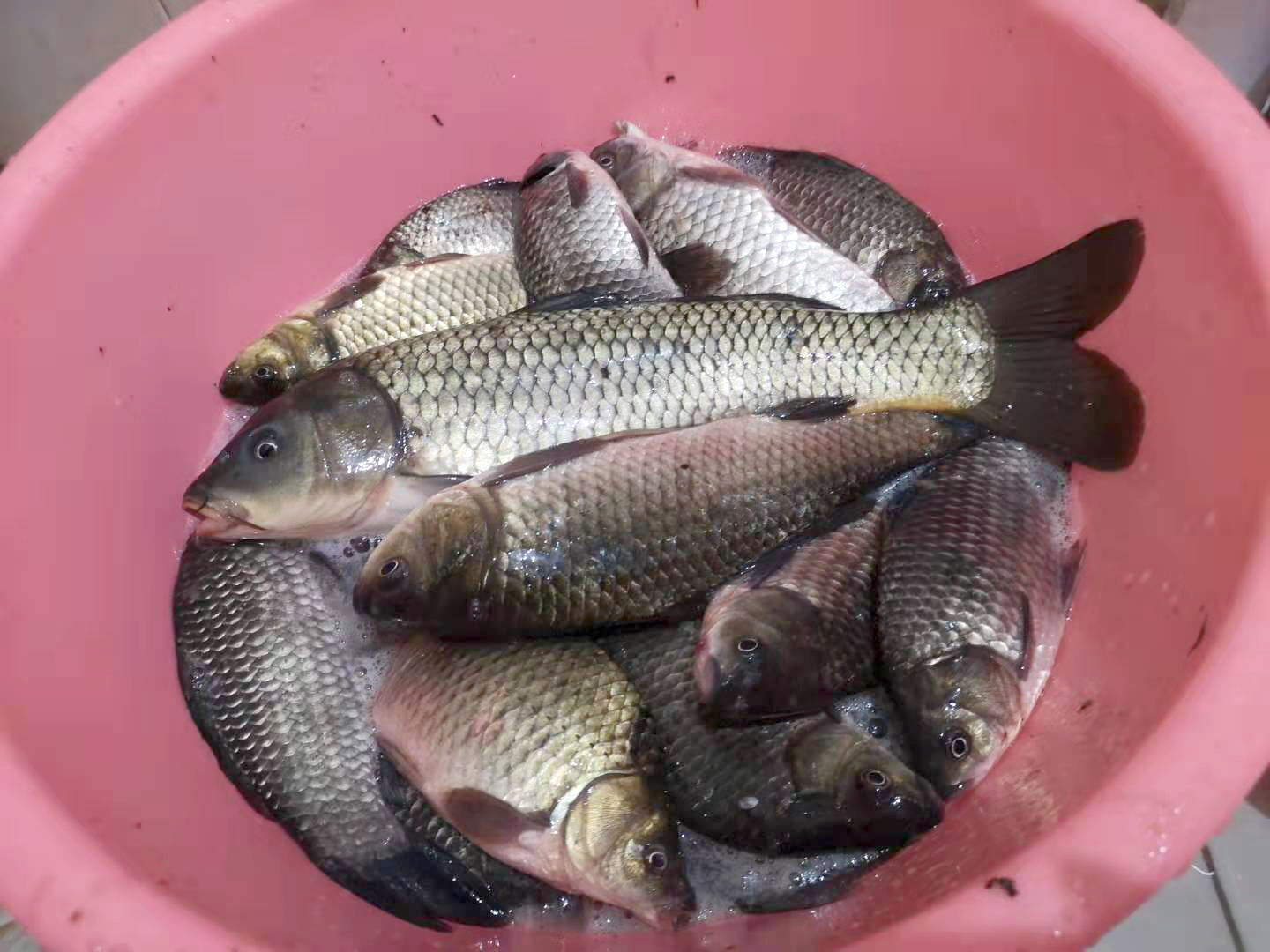 饵料|降温后钓鱼添加剂推荐，促开口利诱鱼成本低