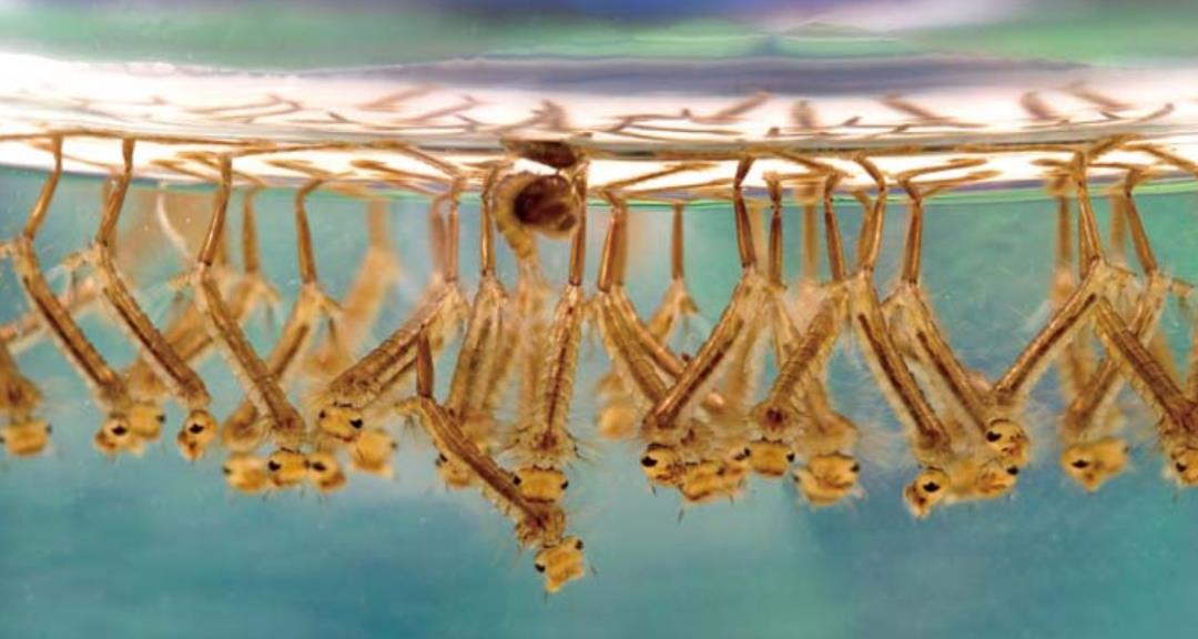 情微说|蚊子的存在有何意义？若将其全部灭绝，会有什么严重后果？