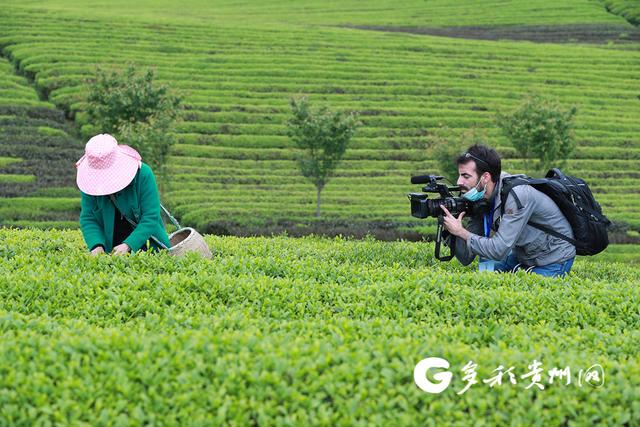 多彩贵州网 湄潭：一片茶叶，带富革命老区群众