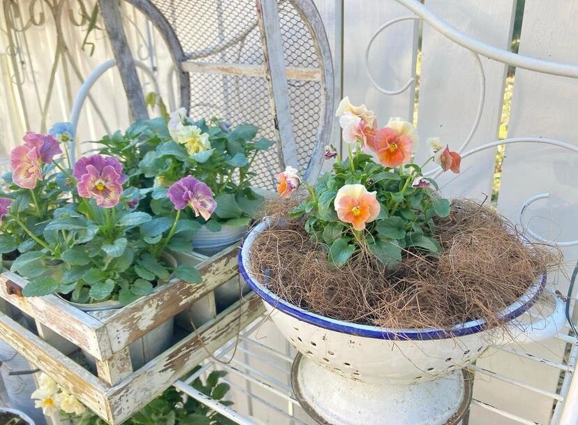 8㎡的狭长小道,也能建漂亮花园,对于阳台党来说非常值得借鉴