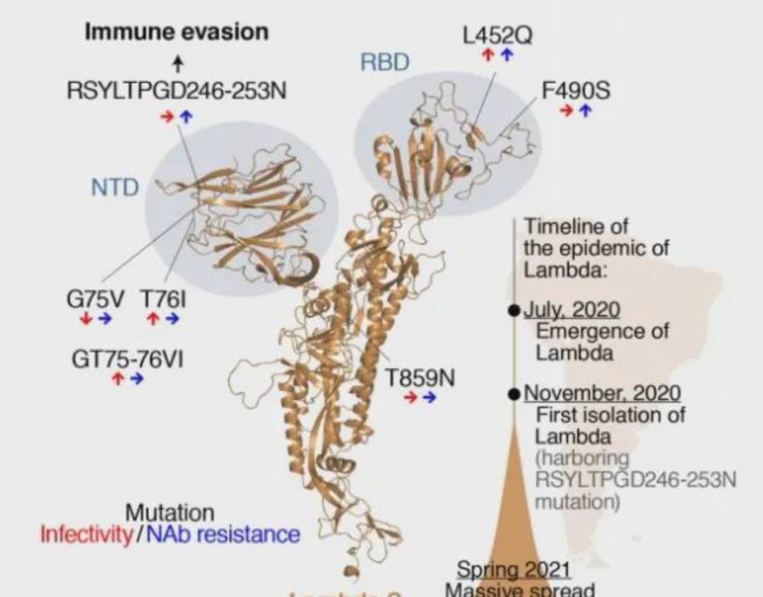 液氨 新冠又有新突变株，谁才是真正的“毒王”？