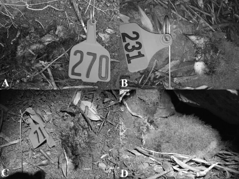 蜈蚣 孤岛“鸟类杀手”！这条蜈蚣在孤岛上默默担当着食物链的最顶端掠食者