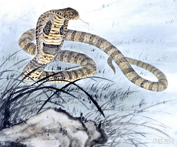 生肖|啥属相的人，贵人在背后撑腰，遇到难题也能迎刃而解，大吉大利！