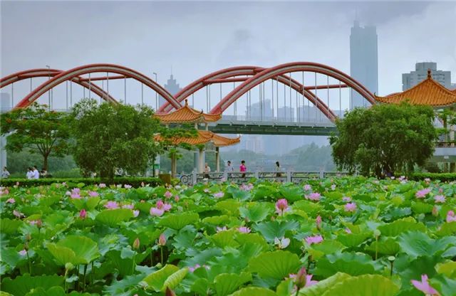 陪读时间|我妈专程从农村来深圳看我,没带鸡蛋,却带来“牌瘾”