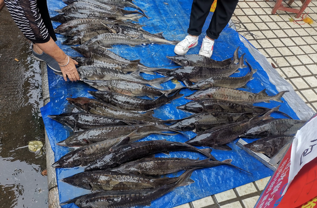 中华鲟|贵阳钓鱼人在河边正钓着鱼，河面忽然漂来一条“中华鲟”