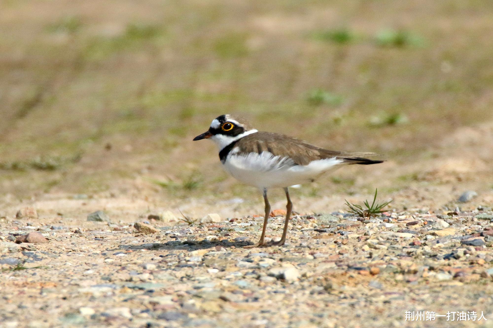 荆州第一打油诗人 【诗鸟谐趣】学堂洲的金眶鸻，已经开始勘察故居了！
