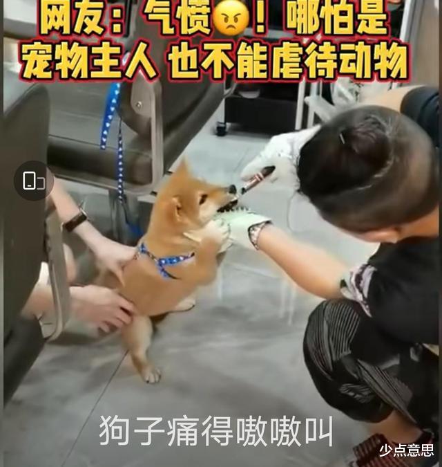 少点意思 广州：男子用铁钳活生生拔狗牙，小狗失血过多死亡，男子：“不狠怎么做主人”