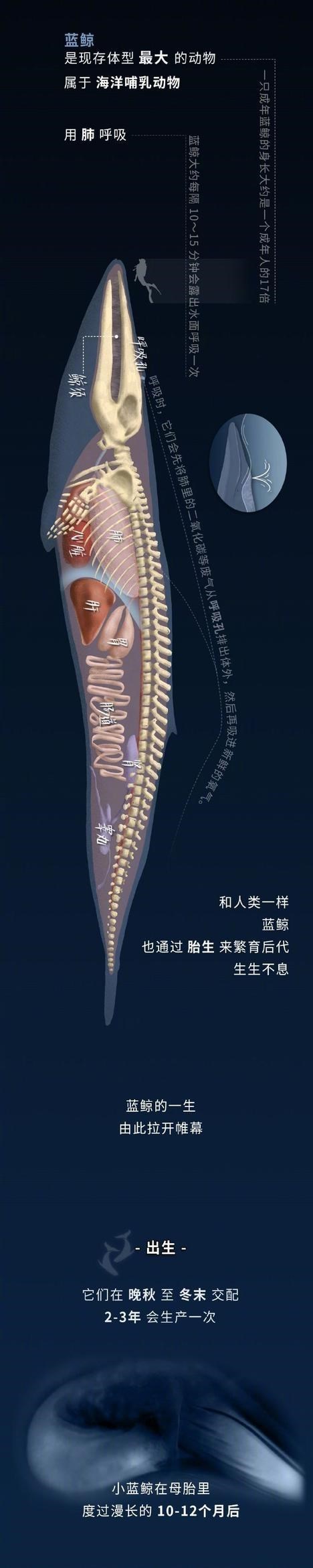 细数蓝鲸的一生,“鲸落”或是留给大海最后的温柔!(漫画)