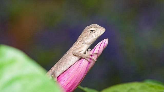  飞天蜥蜴，东南亚一种蜥蜴可实现空中滑翔，进化为翼龙？