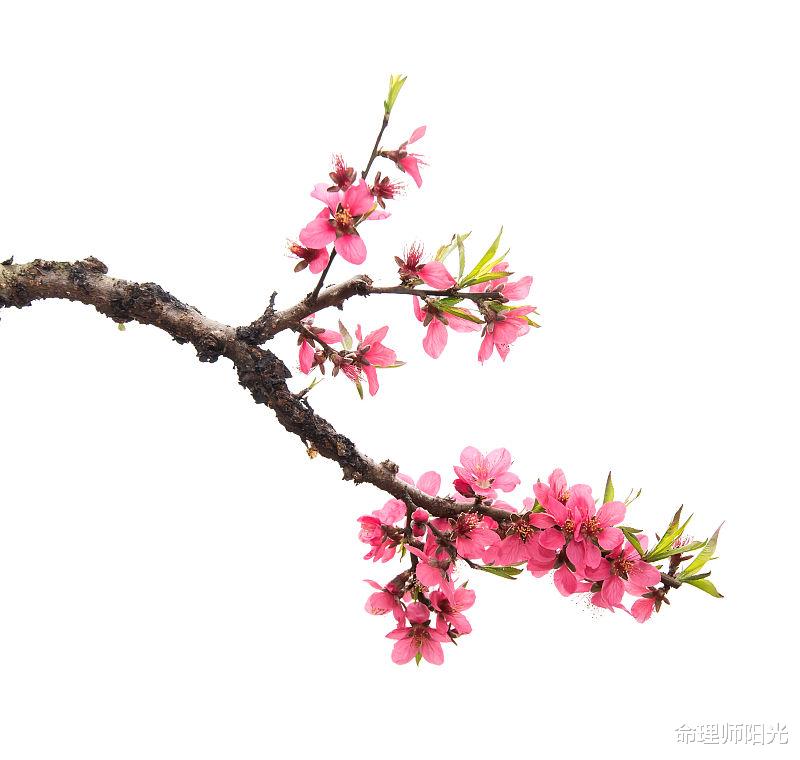 命理师阳光|28岁开始桃花运不断，好事？