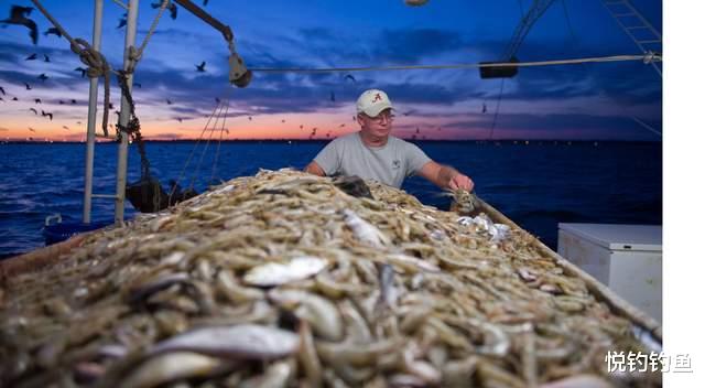 威尼斯|在航海生涯中，我多次船行威尼斯，捞虾技术也一次比一次高……
