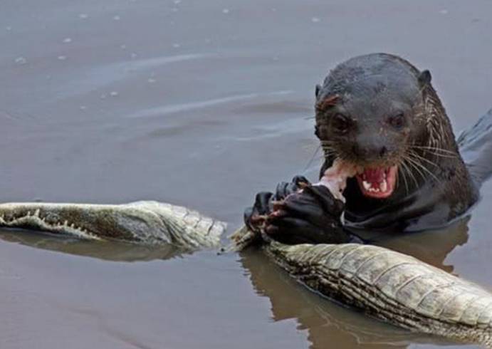  为啥说水獭是鳄鱼的天敌？所谓一物降一物，摄影师拍下全过程！