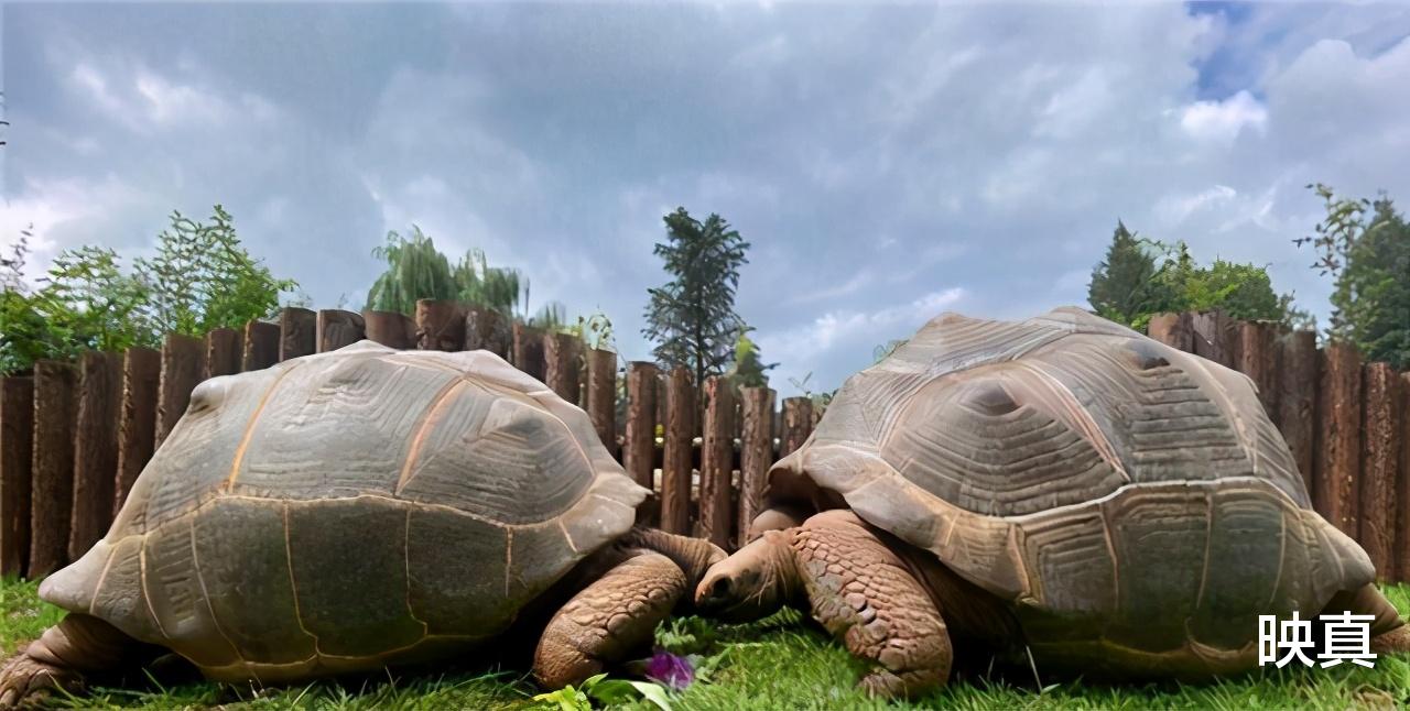 象龟 生于乾隆年间逝于2006年，体重近乎500斤，“他”为何如此长寿？