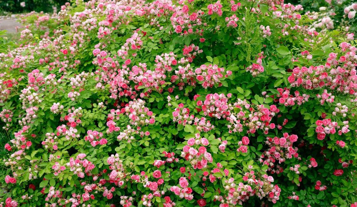 向阳园艺|蔷薇月季“胭脂扣”,适合种在庭院里,生长速度很快,花量还很大