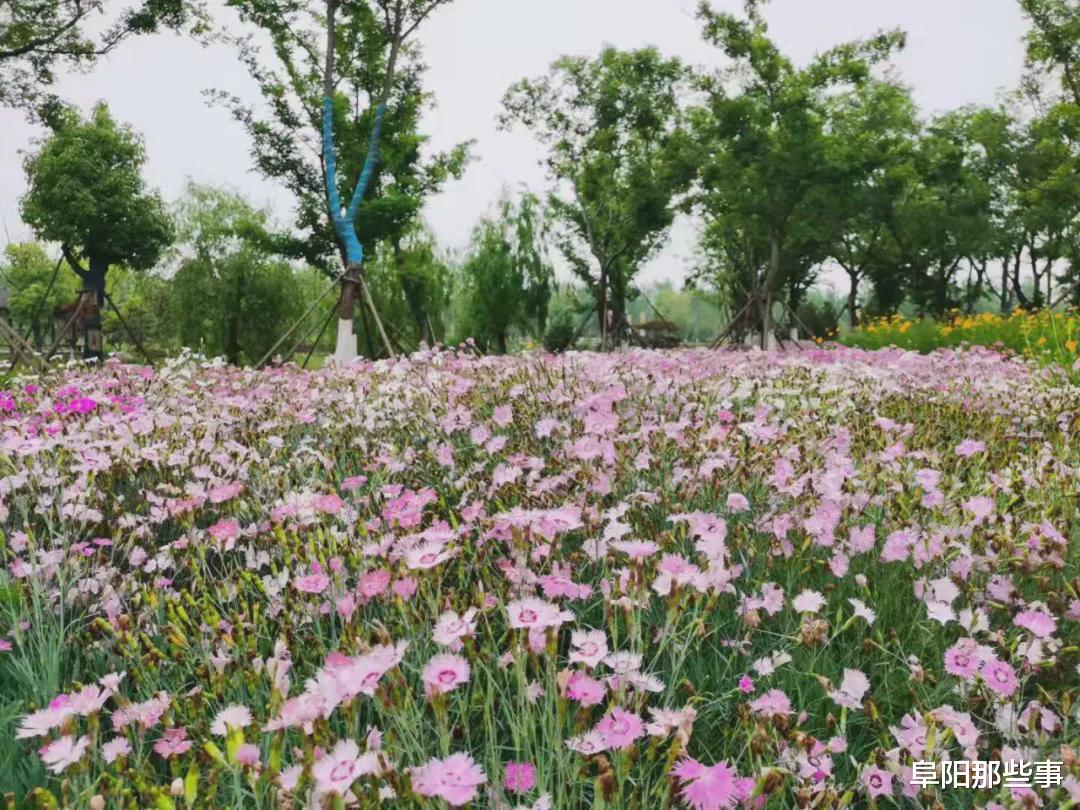 阜阳那些事 实拍！阜阳新建一处大型国家公园！看看在哪？