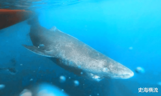鲨鱼 活到156岁才可交配，因太懒为了吃饱饭，它们献祭了自己眼睛
