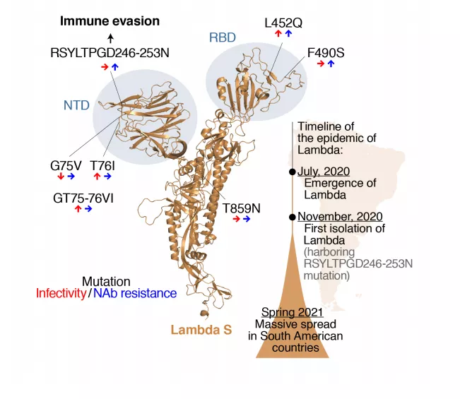 核酸检测 接连喜报!国药发现对抗德尔塔新药物,康泰生物成功分离出德尔塔变异株