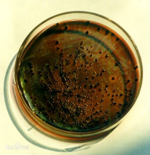 微生物 微生物知识点精选自整的，含852微生物的重点，干货满满！