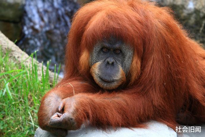 如果人类消失,什么生物能重新统治地球?科学家表示老鼠完全没戏了