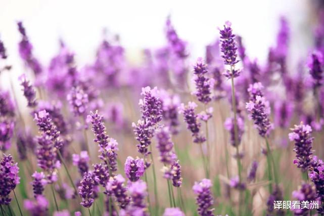 南京 外国没有六神花露水，靠这十大天然植物驱蚊、驱蝇和蜘蛛