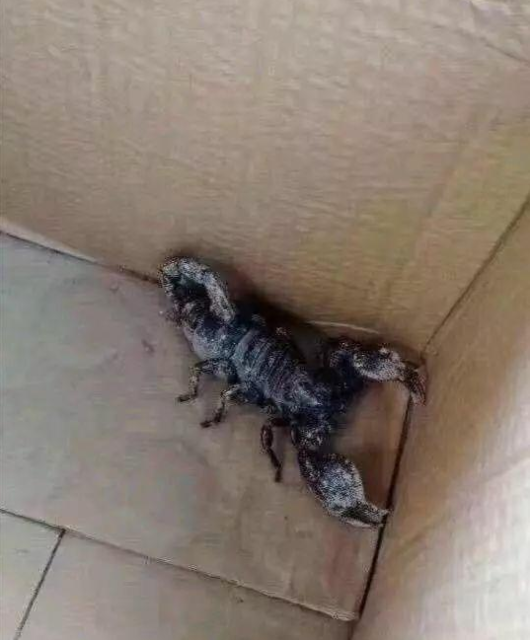 癌细胞 “如果艾滋病毒和癌细胞对着干，人类是不是就无敌了？”