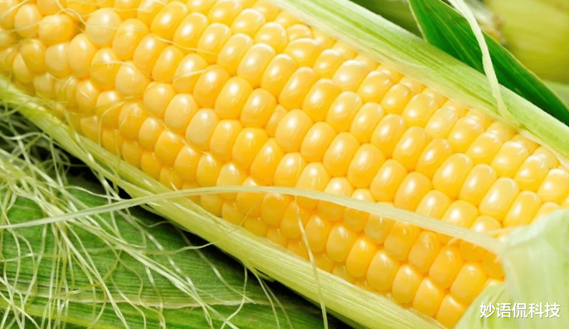 中國大規模取消進口玉米訂單，是什麼原因造成的？-圖3