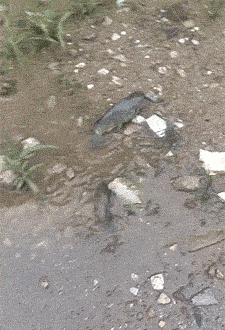 动物庄园|“女友闺蜜喊我单独去唱歌,穿成这样我沦陷了...”