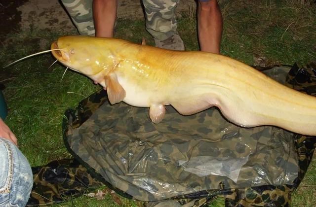 |因为钓鱼人的“贪婪”，这种淡水巨怪在欧洲成灾，其实我国也有