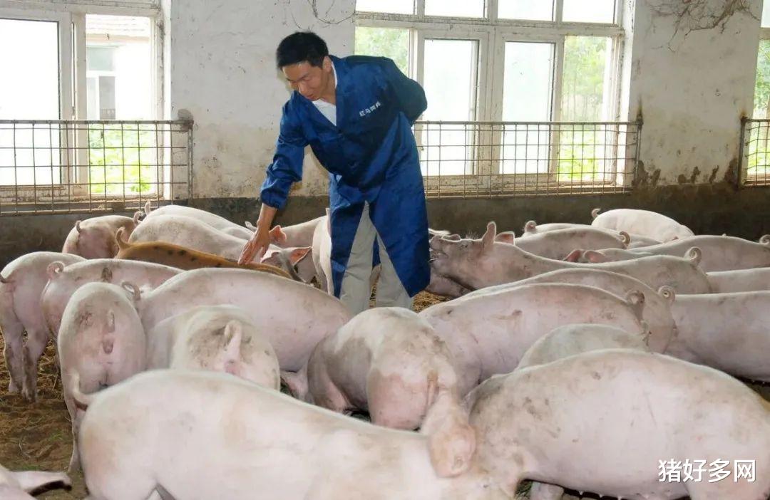 4月26日15公斤仔豬價格，豬價成“謎”，相比外購仔豬，二次育肥才是王道？-圖7