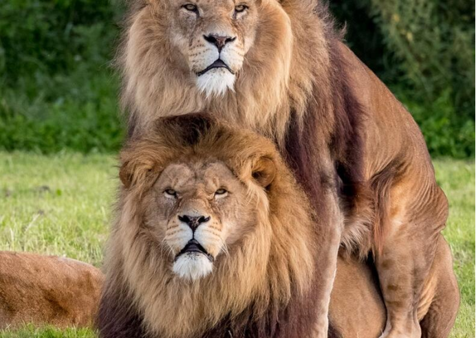 为何自然界中的雄性生物,交配和排尿共用一个器官?有何优势?