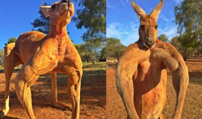 科学家 科学家发现阉割可使男性长寿，你愿意为了长寿，丢掉那份快乐吗？