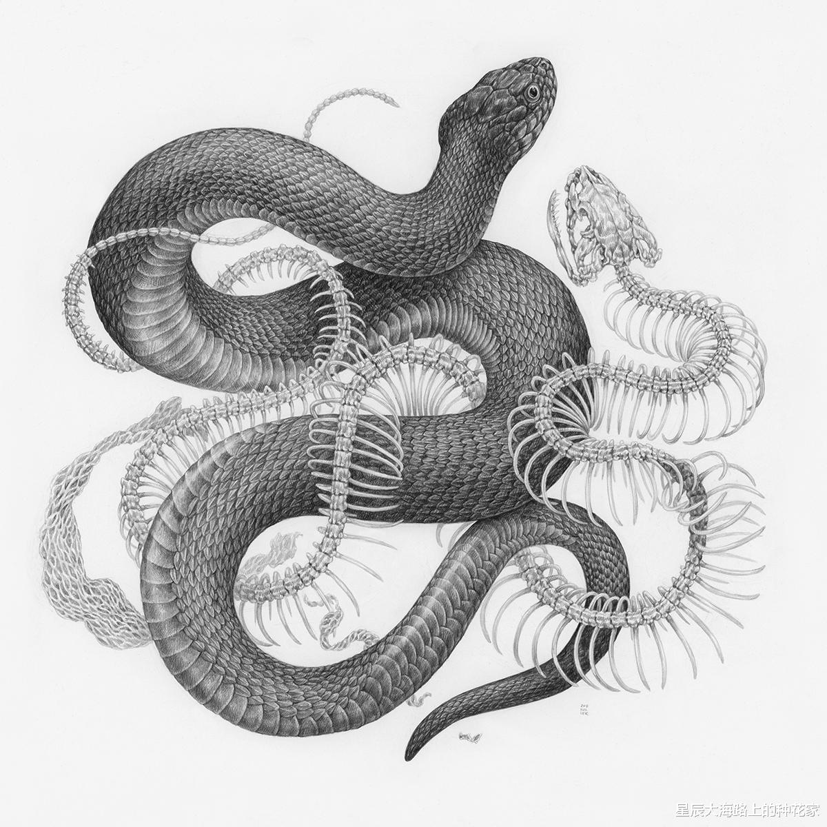 科学家 俄罗斯惊现诡异“鼠王”，5只老鼠尾巴交缠打死结，专家无法解释