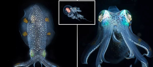 章鱼 章鱼会威胁到人类吗?种种迹象表明:它们的智商已经超乎人类想象