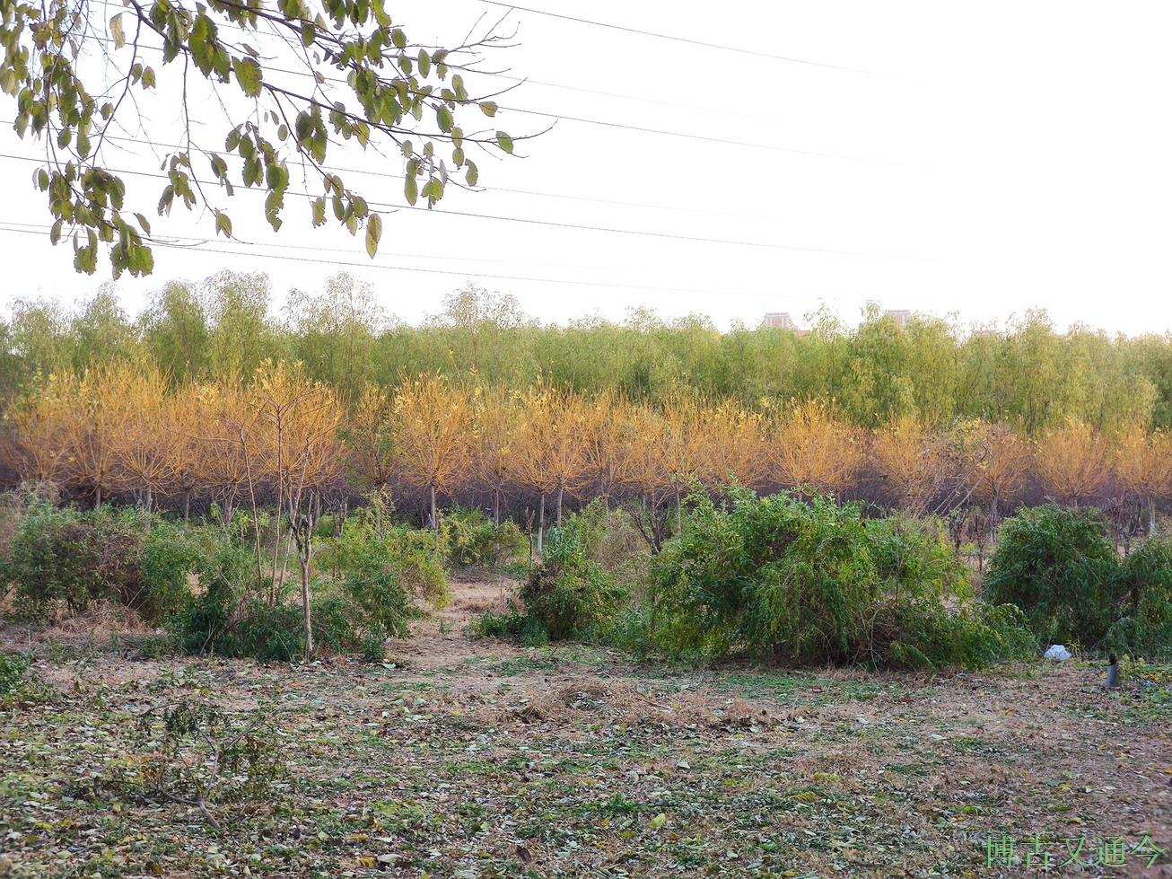 博古又通今 四环边郊野公园散心，回顾一冬走过来的景象