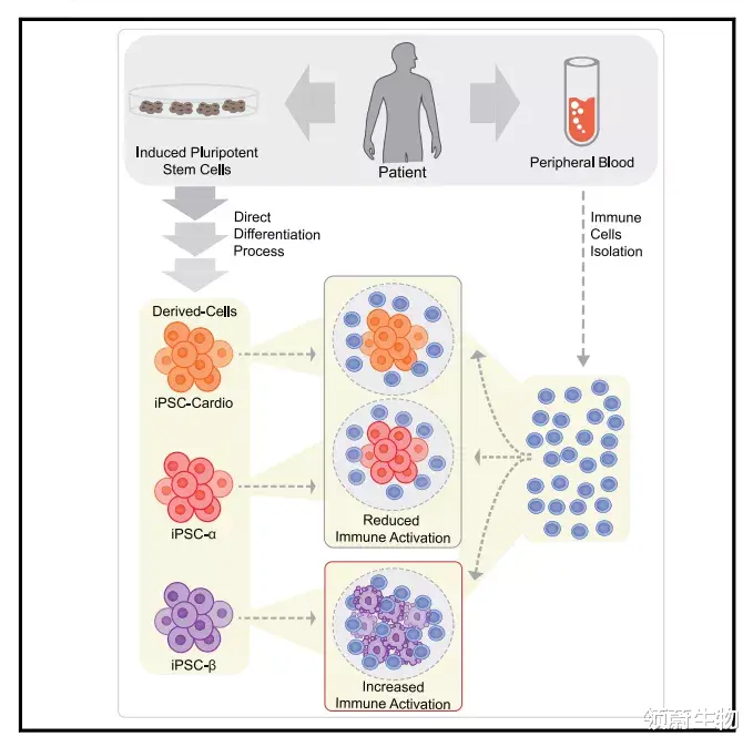 首例再生胰岛β细胞的背后:iPSc、10亿美元和不放弃的科学家父亲