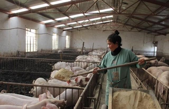 生猪价格 2021年猪价再度“变天”？居民开始抢肉，过年能吃上10元肉吗？